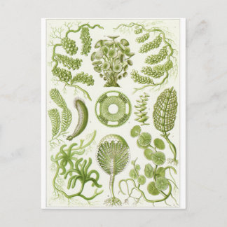 Ernst Haeckel Artはがき:シフォネ ポストカード