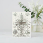 Ernst Haeckel Artはがき：シホノホラエ ポストカード (スタンド正面)