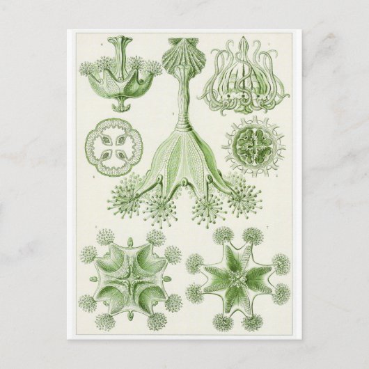 Ernst Haeckel Artはがき:スタウロメズサエ ポストカード (正面)