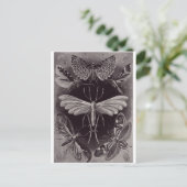 Ernst Haeckel Artはがき:ティネイダ ポストカード (スタンド正面)