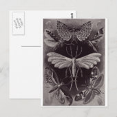 Ernst Haeckel Artはがき:ティネイダ ポストカード (正面/裏面)