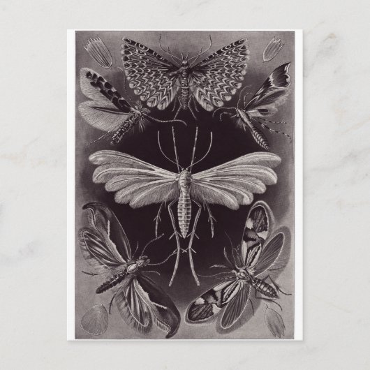 Ernst Haeckel Artはがき:ティネイダ ポストカード (正面)