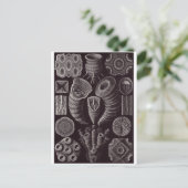 Ernst Haeckel Artはがき：テトラカラ ポストカード (スタンド正面)
