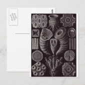 Ernst Haeckel Artはがき：テトラカラ ポストカード (正面/裏面)