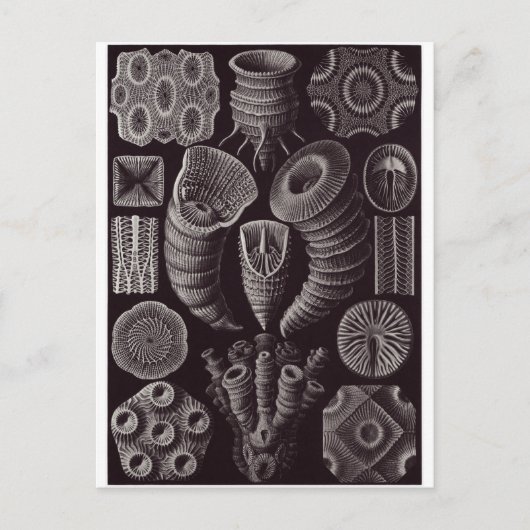 Ernst Haeckel Artはがき：テトラカラ ポストカード (正面)