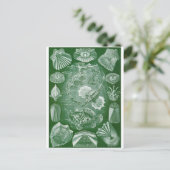 Ernst Haeckel Artはがき：テレオスティ ポストカード (スタンド正面)