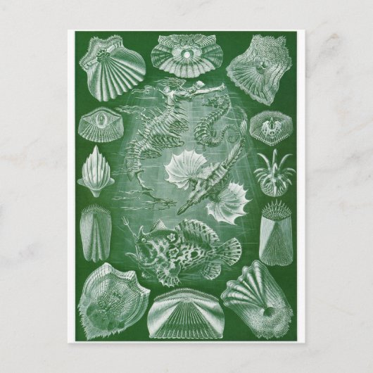 Ernst Haeckel Artはがき：テレオスティ ポストカード (正面)