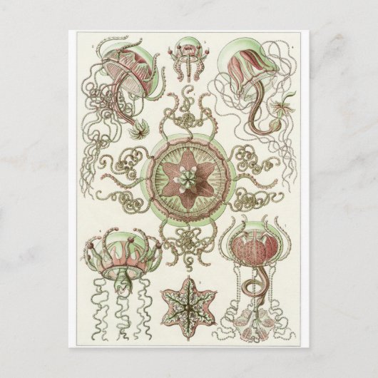 Ernst Haeckel Artはがき:トラコメドゥサエ ポストカード (正面)