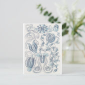 Ernst Haeckel Artはがき：ヒラタケ ポストカード (スタンド正面)