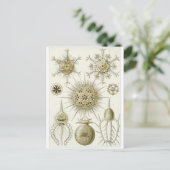 Ernst Haeckel Artはがき:フェオダリア ポストカード (スタンド正面)