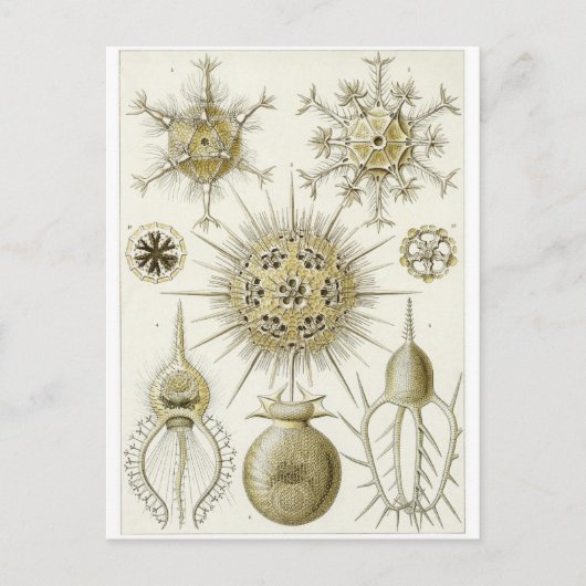 Ernst Haeckel Artはがき:フェオダリア ポストカード (正面)