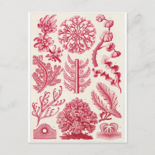 Ernst Haeckel Artはがき:フロリデエ ポストカード (正面)
