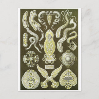 Ernst Haeckel Artはがき：プラトード ポストカード