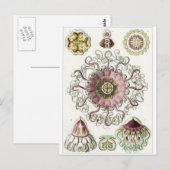 Ernst Haeckel Artはがき：ペロメドゥサエ ポストカード (正面/裏面)