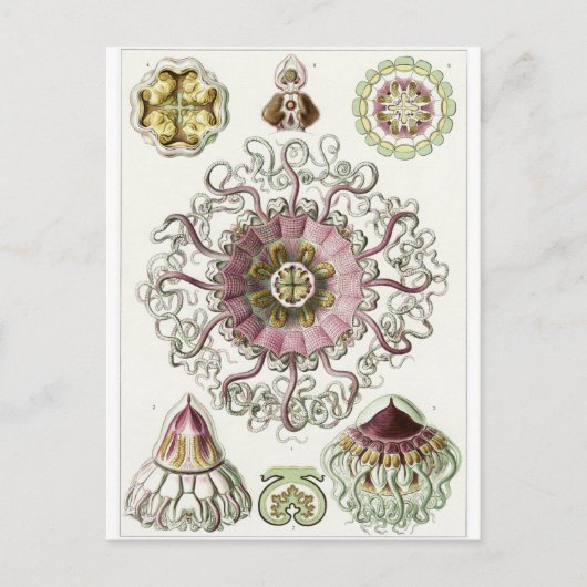 Ernst Haeckel Artはがき：ペロメドゥサエ ポストカード (正面)