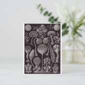 Ernst Haeckel Artはがき:ミセトゾア ポストカード (スタンド正面)