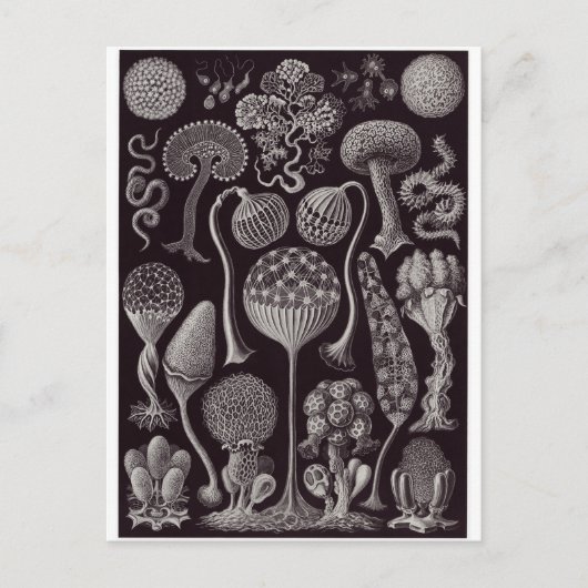 Ernst Haeckel Artはがき:ミセトゾア ポストカード (正面)