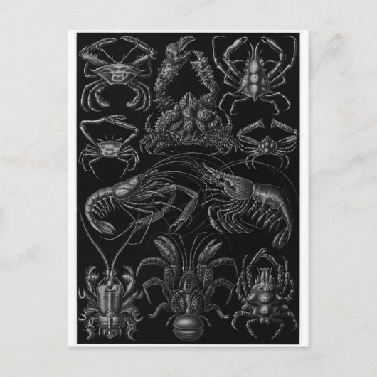 Ernst Haeckel Artはがき：十脚田 ポストカード (正面)