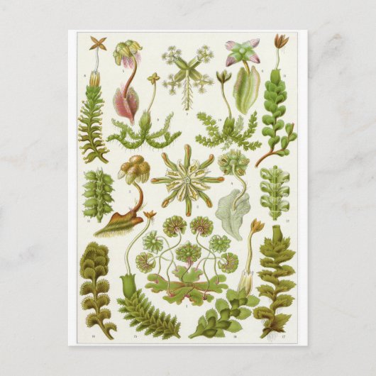 Ernst Haeckel Artはがき：肝管 ポストカード (正面)