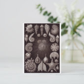 Ernst Haeckel Artはがき:視床下部 ポストカード (スタンド正面)