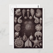 Ernst Haeckel Artはがき:視床下部 ポストカード (正面/裏面)