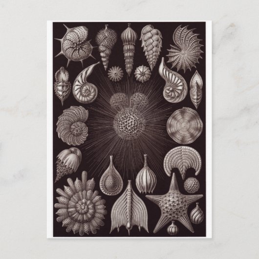 Ernst Haeckel Artはがき:視床下部 ポストカード (正面)