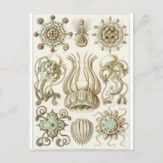 Ernst Haeckel Artはがき：鳴目津佐江 ポストカード