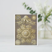 Ernst Haeckel Artはがき：Discomedusaeの複数形 ポストカード (スタンド正面)