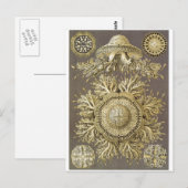 Ernst Haeckel Artはがき：Discomedusaeの複数形 ポストカード (正面/裏面)