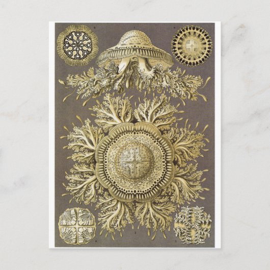 Ernst Haeckel Artはがき：Discomedusaeの複数形 ポストカード (正面)