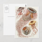 Ernst Haeckel Artはがき:Discomedusaeの複数形 ポストカード (正面/裏面)