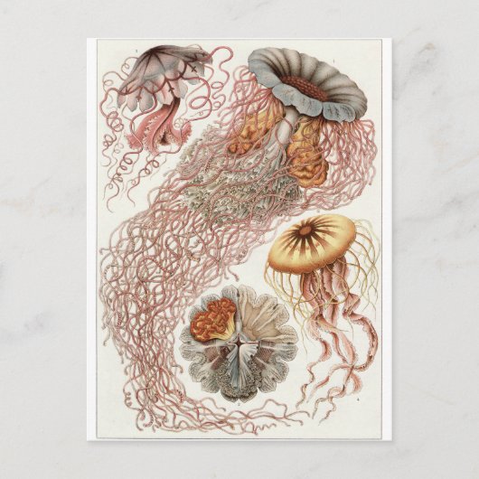 Ernst Haeckel Artはがき:Discomedusaeの複数形 ポストカード (正面)