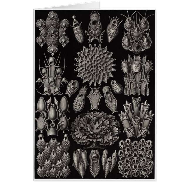 Ernst Haeckel Art Card:ブリオゾア (正面)