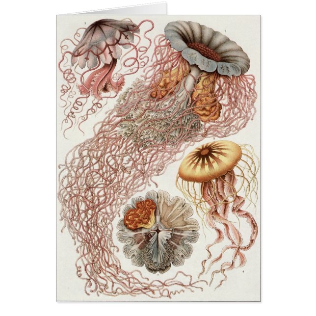 Ernst Haeckel Art Card: Discomedusae (正面)