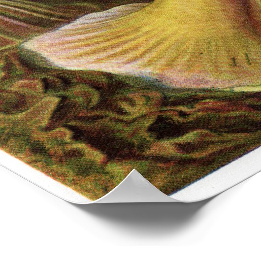 Ernst Haeckel Art Print: Actiniae ポスター (角)