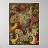 Ernst Haeckel Art Print: Actiniae ポスター (正面)