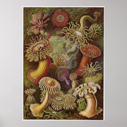 Ernst Haeckel Art Print: Actiniae ポスター (正面)