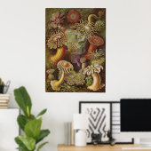 Ernst Haeckel Art Print: Actiniae ポスター (ホームオフィス)