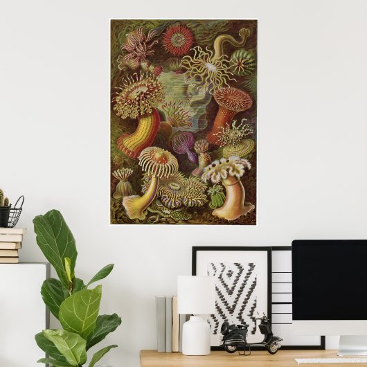 Ernst Haeckel Art Print: Actiniae ポスター (ホームオフィス)