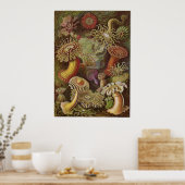 Ernst Haeckel Art Print: Actiniae ポスター (キッチン)