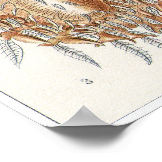 Ernst Haeckel Art Print: Arachnida ポスター (角)