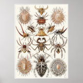 Ernst Haeckel Art Print: Arachnida ポスター (正面)