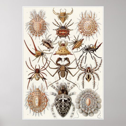 Ernst Haeckel Art Print: Arachnida ポスター (正面)