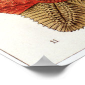 Ernst Haeckel Art Print: Asteridea ポスター (角)