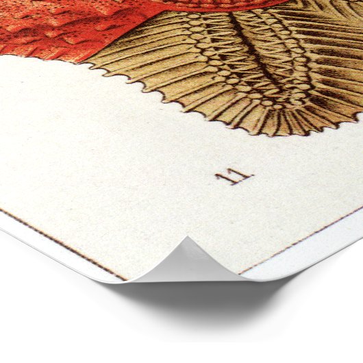 Ernst Haeckel Art Print: Asteridea ポスター (角)