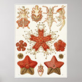 Ernst Haeckel Art Print: Asteridea ポスター (正面)