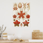 Ernst Haeckel Art Print: Asteridea ポスター (キッチン)
