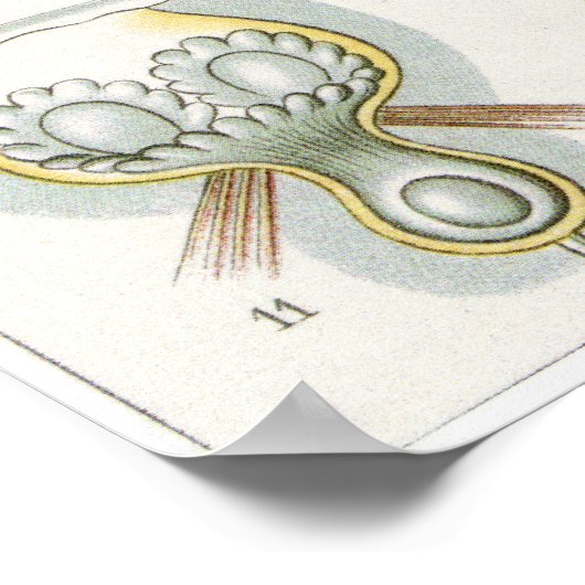 Ernst Haeckel Art Print: Bryozoa ポスター (角)