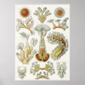 Ernst Haeckel Art Print: Bryozoa ポスター (正面)