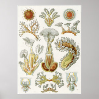 Ernst Haeckel Art Print: Bryozoa ポスター